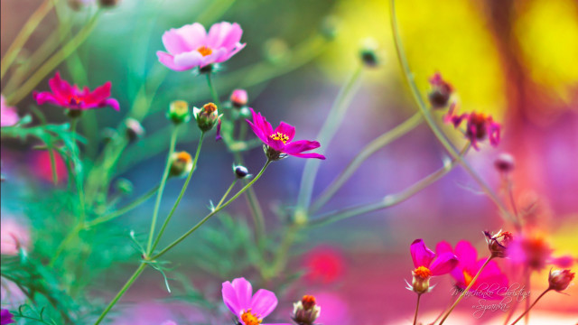 Flowers grass blurry background bunch free wallpaper - medium preview image