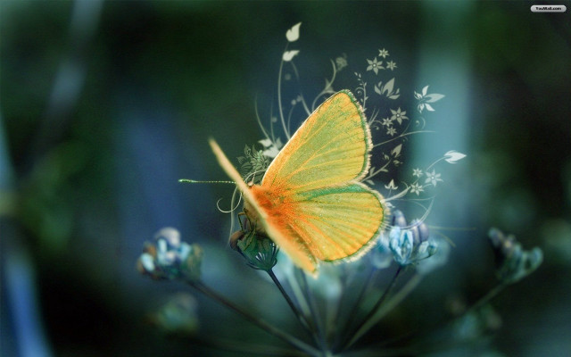 Yellow butterfly flower blue field free wallpaper - medium preview image