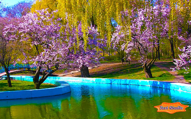 Pond trees bench blue wall free wallpaper - medium preview image