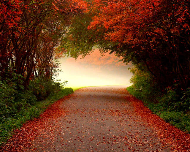 Road red tree lighthouse umbrella free wallpaper - medium preview image