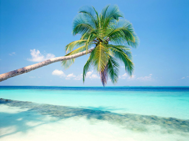 Palm beach blue sky water #2 free wallpaper - medium preview image