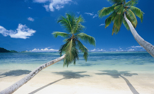 Palm trees beach water clouds free wallpaper - medium preview image