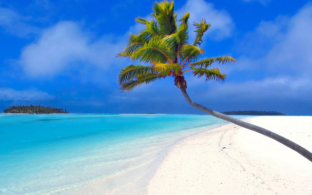 Palm tree beach blue sky #32 free wallpaper - medium preview image
