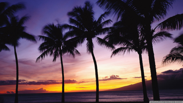 Sunset palm trees mountain purple free wallpaper - medium preview image