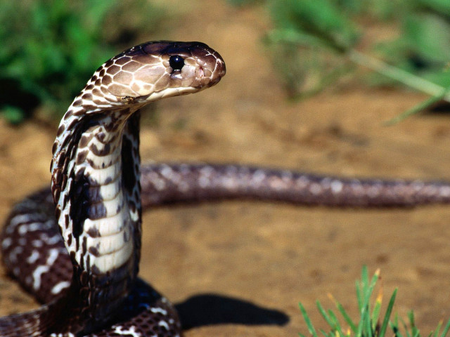 Cobra snake dirt grass park free wallpaper - medium preview image