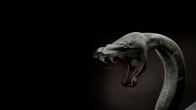 Snake mouth open tongue out #2 free wallpaper - medium preview image