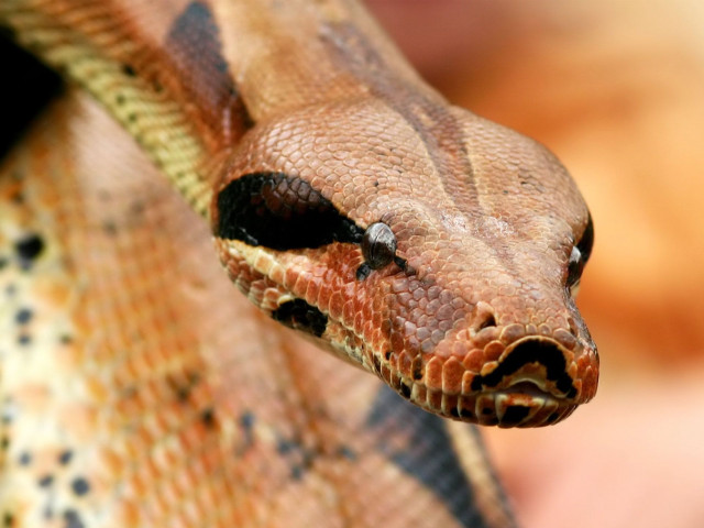 Snake closeup blurry background head free wallpaper - medium preview image