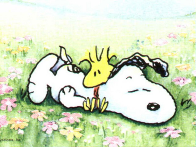 Snoopy yellow bird head chest #2 free wallpaper - medium preview image