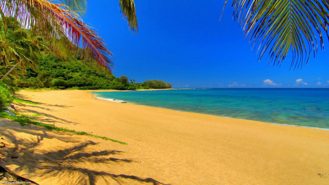 Beach palm tree blue water free wallpaper - medium preview image