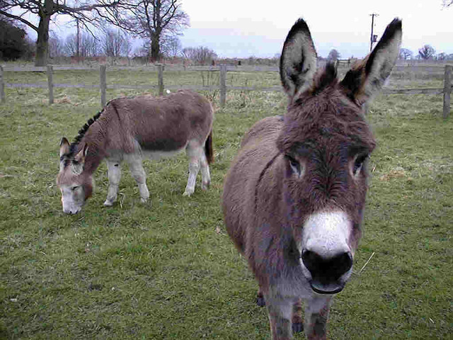 Two donkeys field fence trees free wallpaper - medium preview image