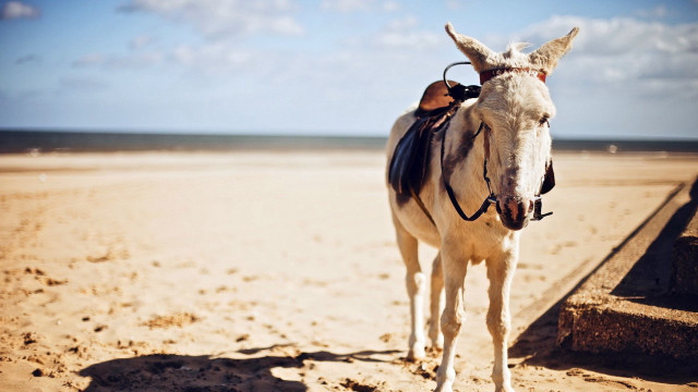 White horse sandy beach ocean free wallpaper - medium preview image