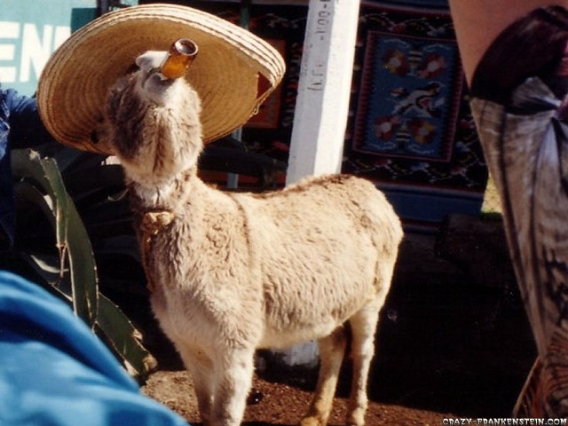 Llama sombrero market place people free wallpaper - medium preview image