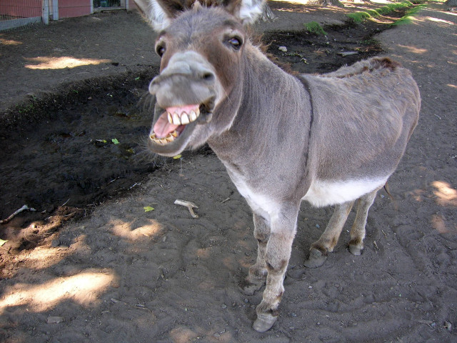 Donkey open mouth dirtroad building free wallpaper - medium preview image