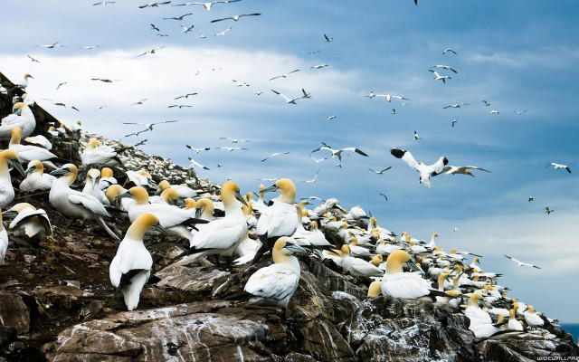 Flock birds rocky cliff ocean #2 free wallpaper - medium preview image