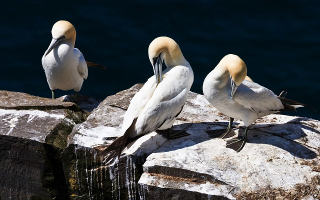 Three birds rock water camera free wallpaper - medium preview image