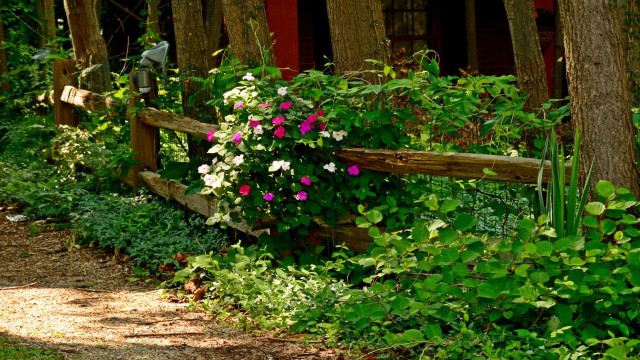 Wooden fence flowers house red free wallpaper - medium preview image