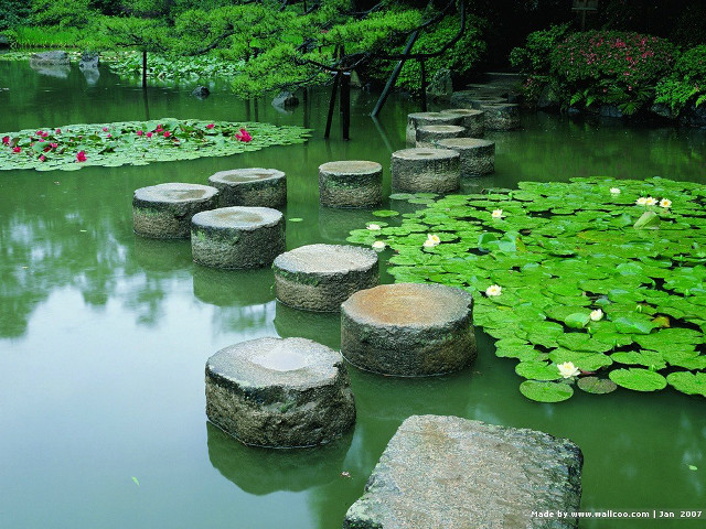Pond logs flowers water lilies free wallpaper - medium preview image