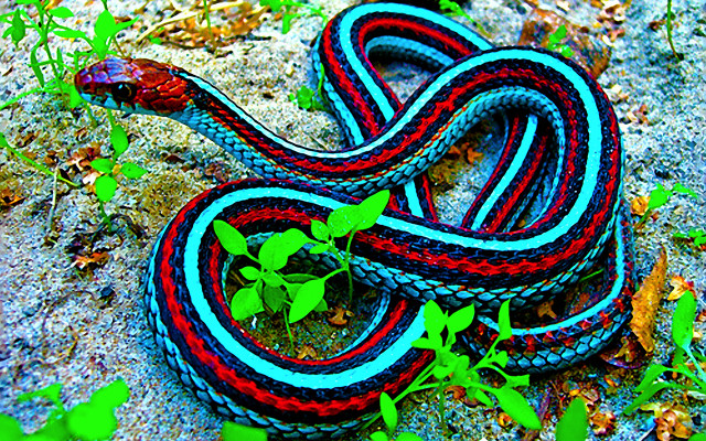 Colorful snake plant leaves ground #2 free wallpaper - medium preview image