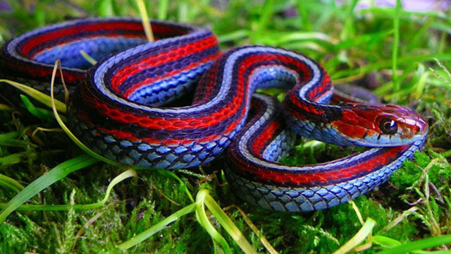 Red blue snake laying on free wallpaper - medium preview image