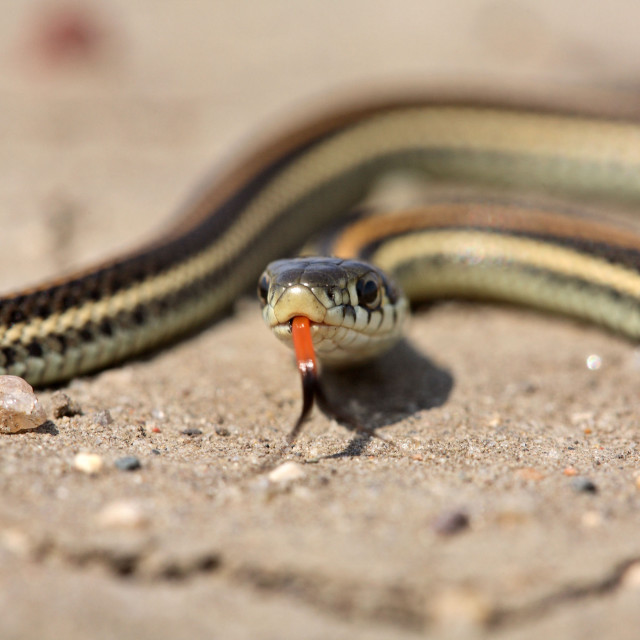 Snake eating carrot sand rocks free wallpaper - medium preview image