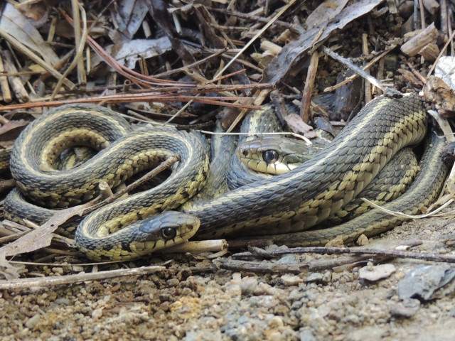 Snake curled ground dirt grass free wallpaper - medium preview image