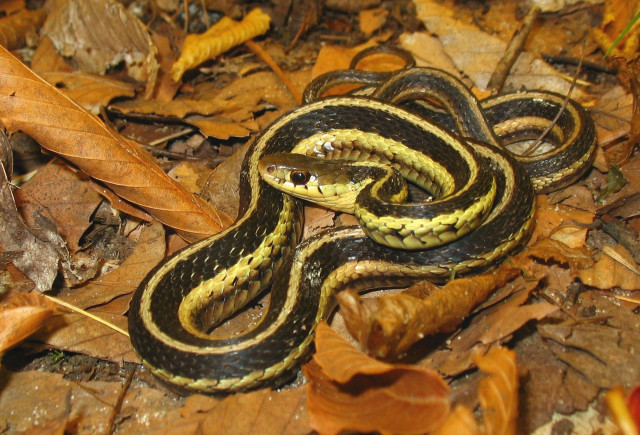 Snake curled leaves brown yellow free wallpaper - medium preview image