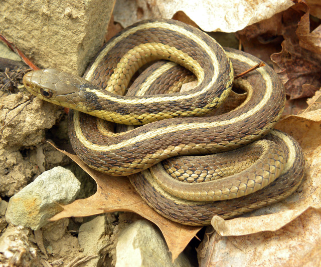 Snake curled leaf ground woods free wallpaper - medium preview image
