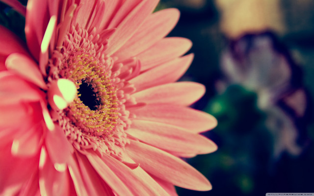 Pink flower yellow center green #20 free wallpaper - medium preview image