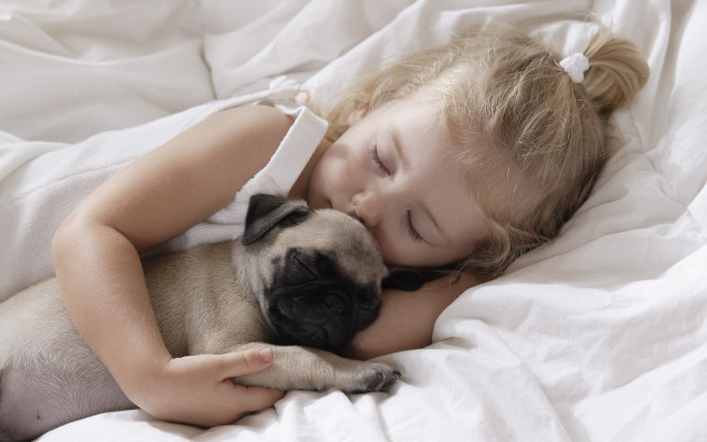 Little girl cuddling pug bed free wallpaper - medium preview image
