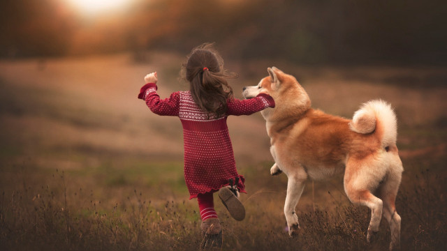 Little girl dog playing field free wallpaper - medium preview image