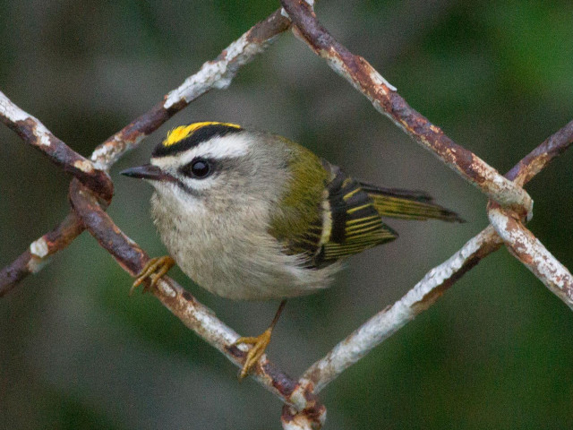 Small bird metal fence macro free wallpaper - medium preview image