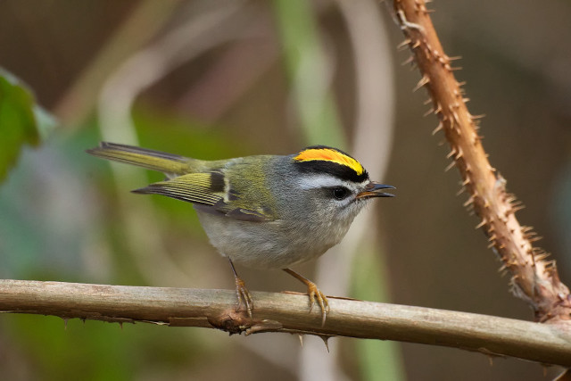 Small bird perched branch yellow free wallpaper - medium preview image