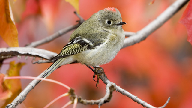 Small bird perched branch red #2 free wallpaper - medium preview image