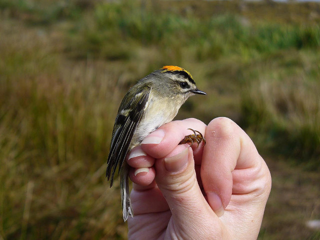 Small bird perched hand grass free wallpaper - medium preview image