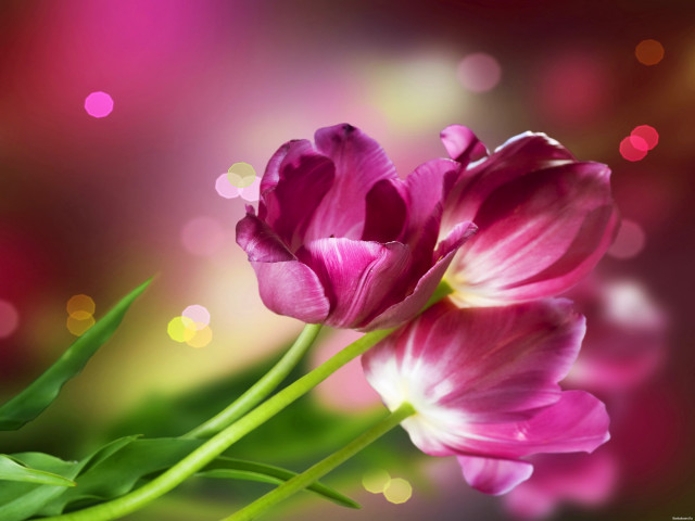 Pink flower closeup blurry background free wallpaper - medium preview image