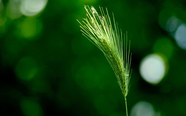 Green plant macro bamboo moon free wallpaper - medium preview image