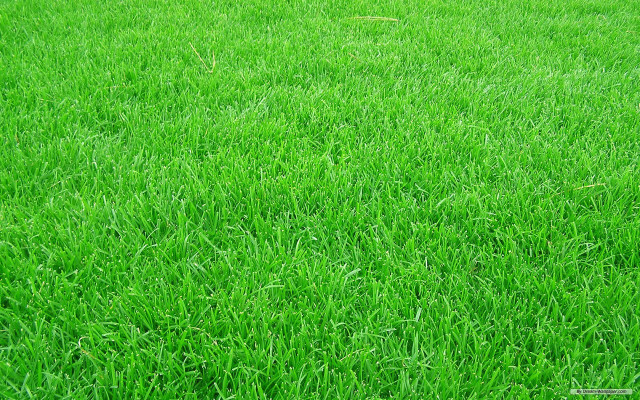 Red fire hydrant green grass free wallpaper - medium preview image
