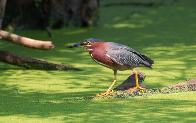 Bird log swampy green ecological free wallpaper - medium preview image