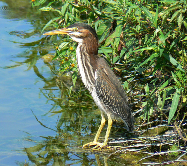Bird branch water plants flowers free wallpaper - medium preview image