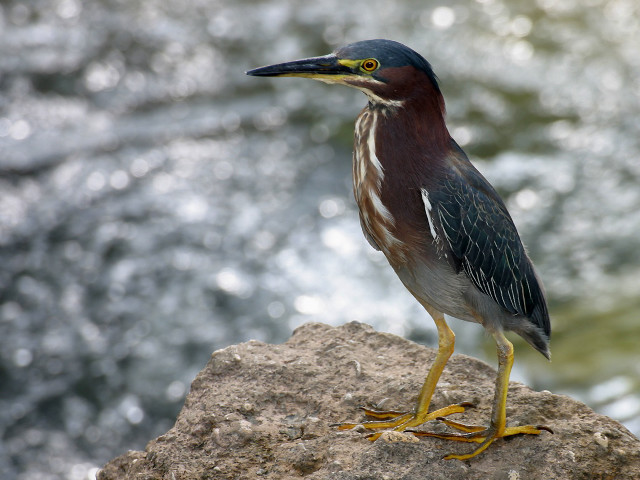 Bird rock water yellow beak free wallpaper - medium preview image