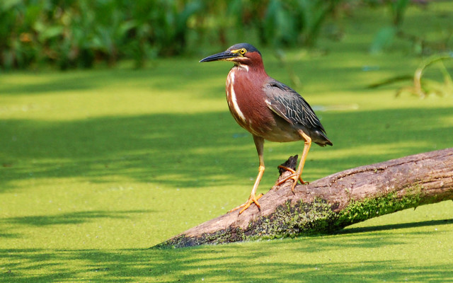 Bird log swamp water algae free wallpaper - medium preview image