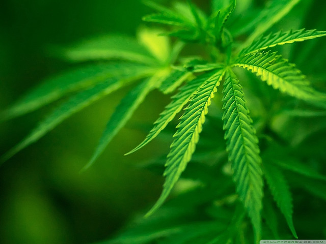 Green leaf blurry background microscopic free wallpaper - medium preview image