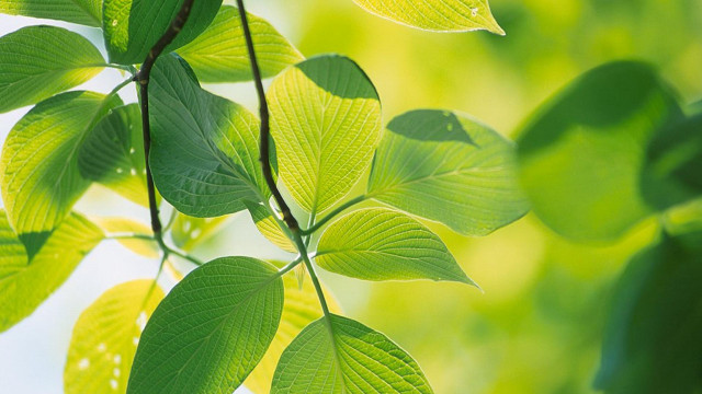 Green leaf closeup sunlight depth free wallpaper - medium preview image