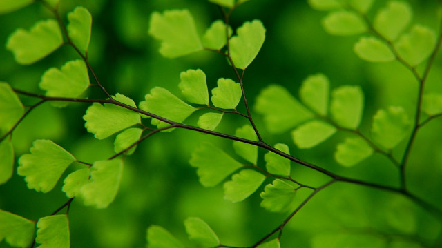 Green leafy plant macro foliage free wallpaper - medium preview image