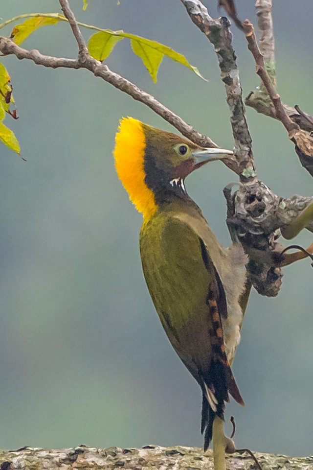 Yellow bird branch background tree free wallpaper - medium preview image