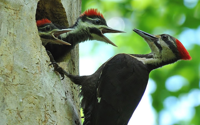 Two woodpeckers tree trunk looking free wallpaper - medium preview image