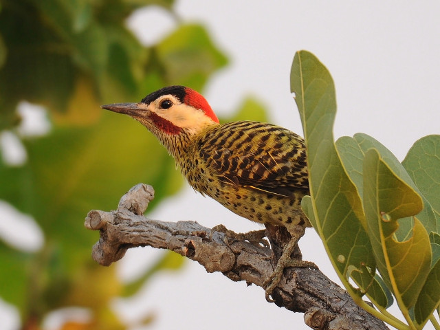 Bird red yellow black beak free wallpaper - medium preview image