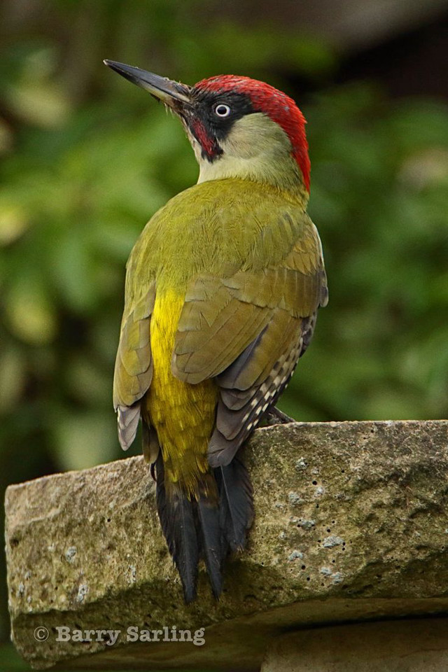 Red head bird branch tree #2 free wallpaper - medium preview image
