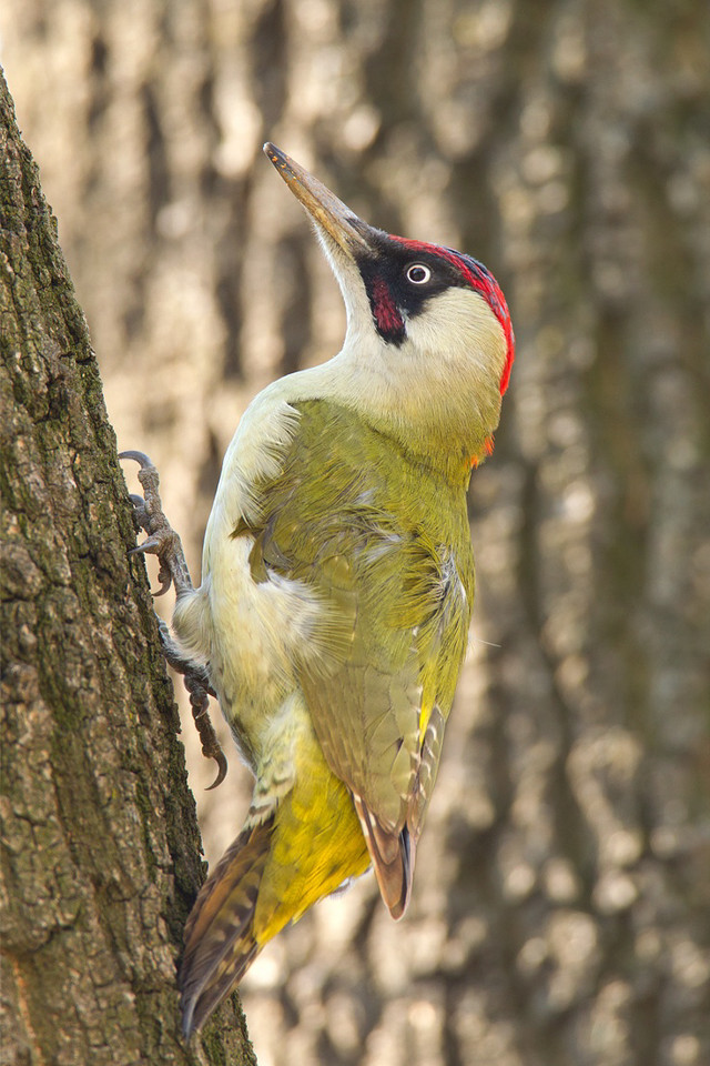 Yellow red bird perched tree free wallpaper - medium preview image