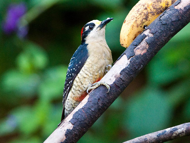 Bird branch banana blurry butterfly free wallpaper - medium preview image
